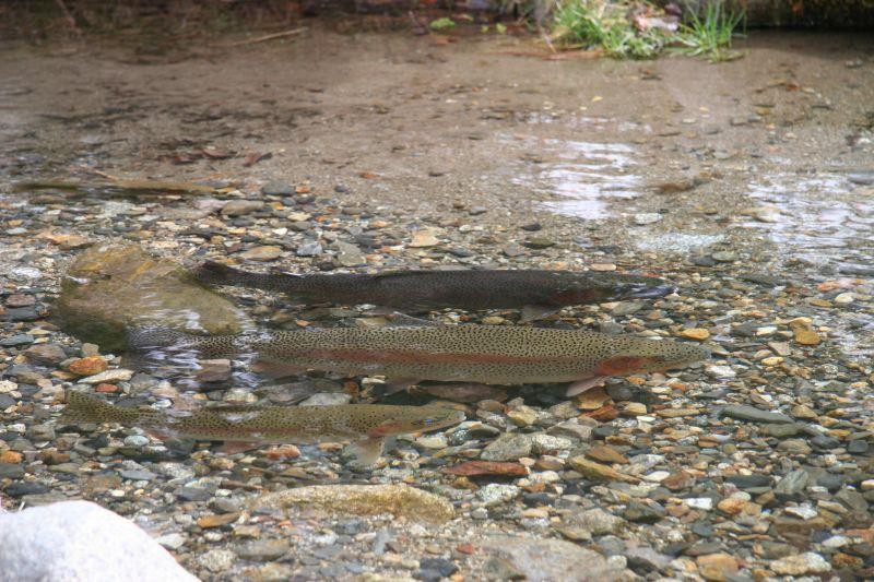 5 Warning Signs to Help you Avoid Spawning Fish